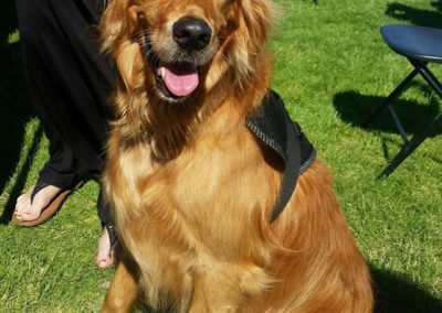 A golden retriever wearing a graduation cap on the lawn at a OneSource Strategy event
